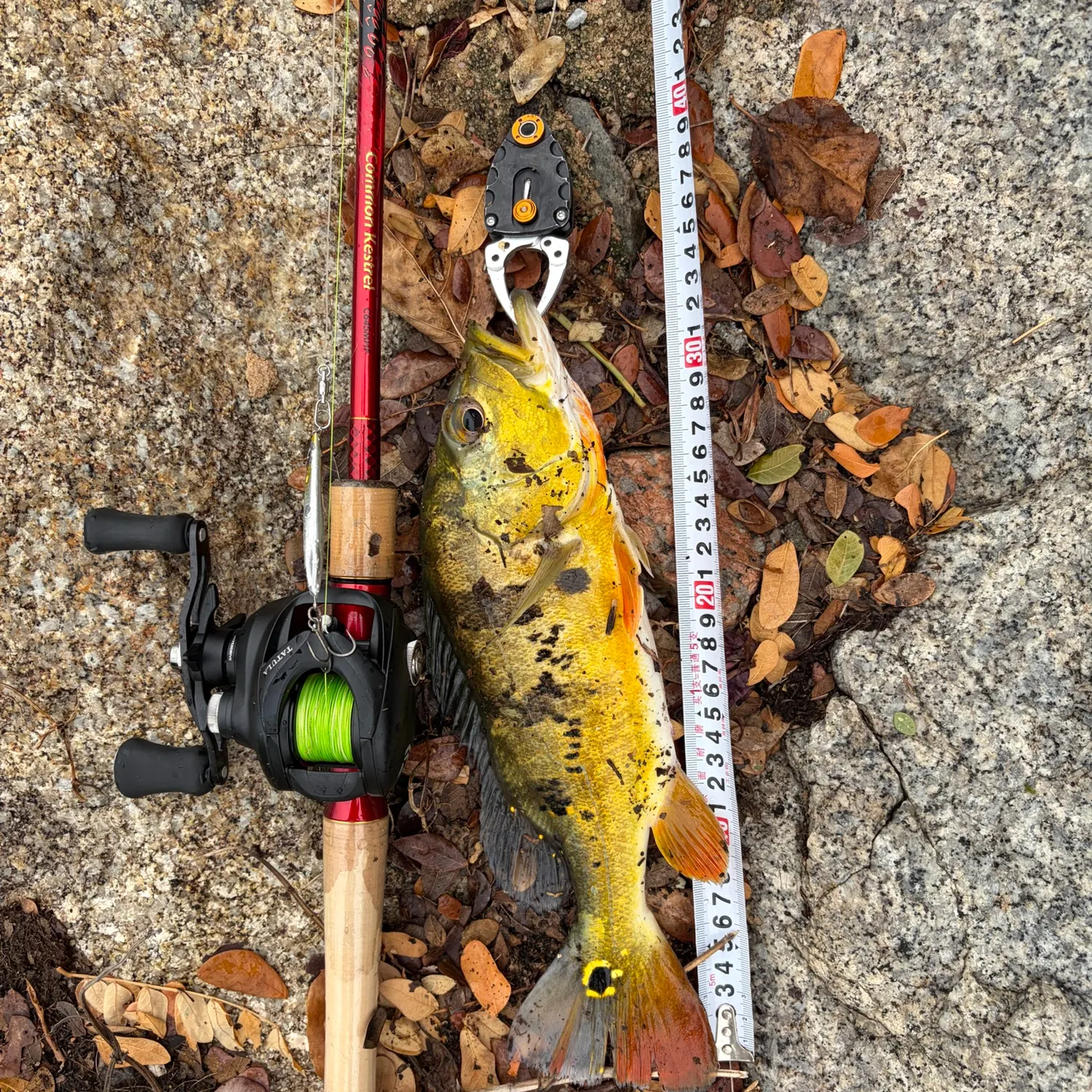 Butterfly peacock bass caught on Fishbrain