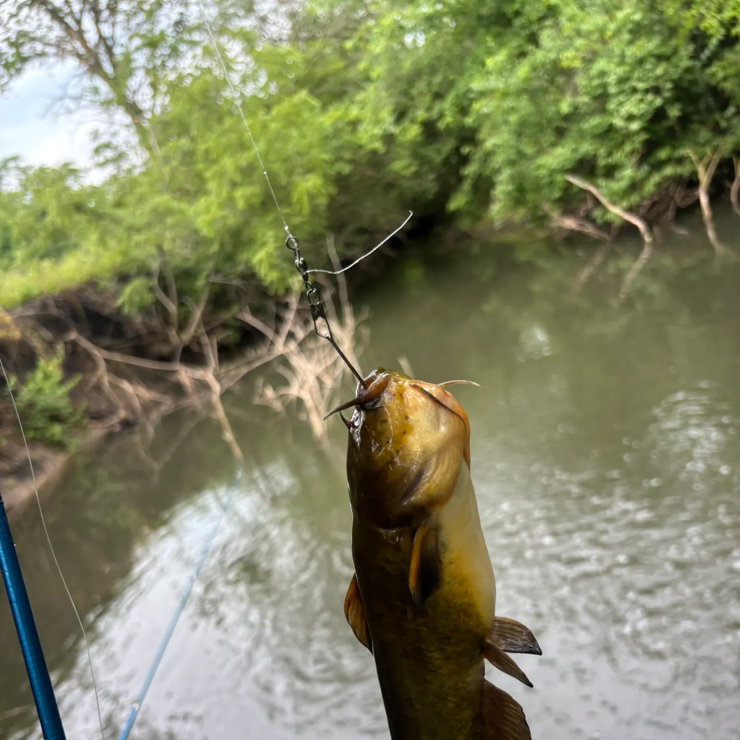 angler catch