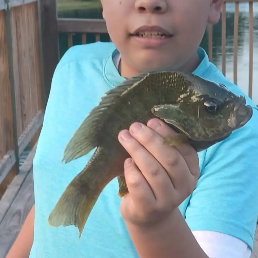 Green sunfish caught on Fishbrain