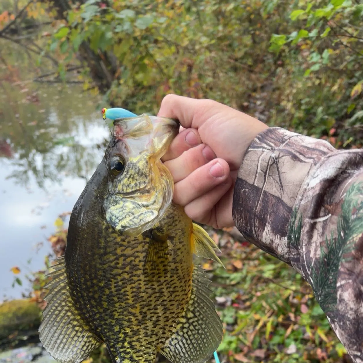 Black crappie caught on Fishbrain