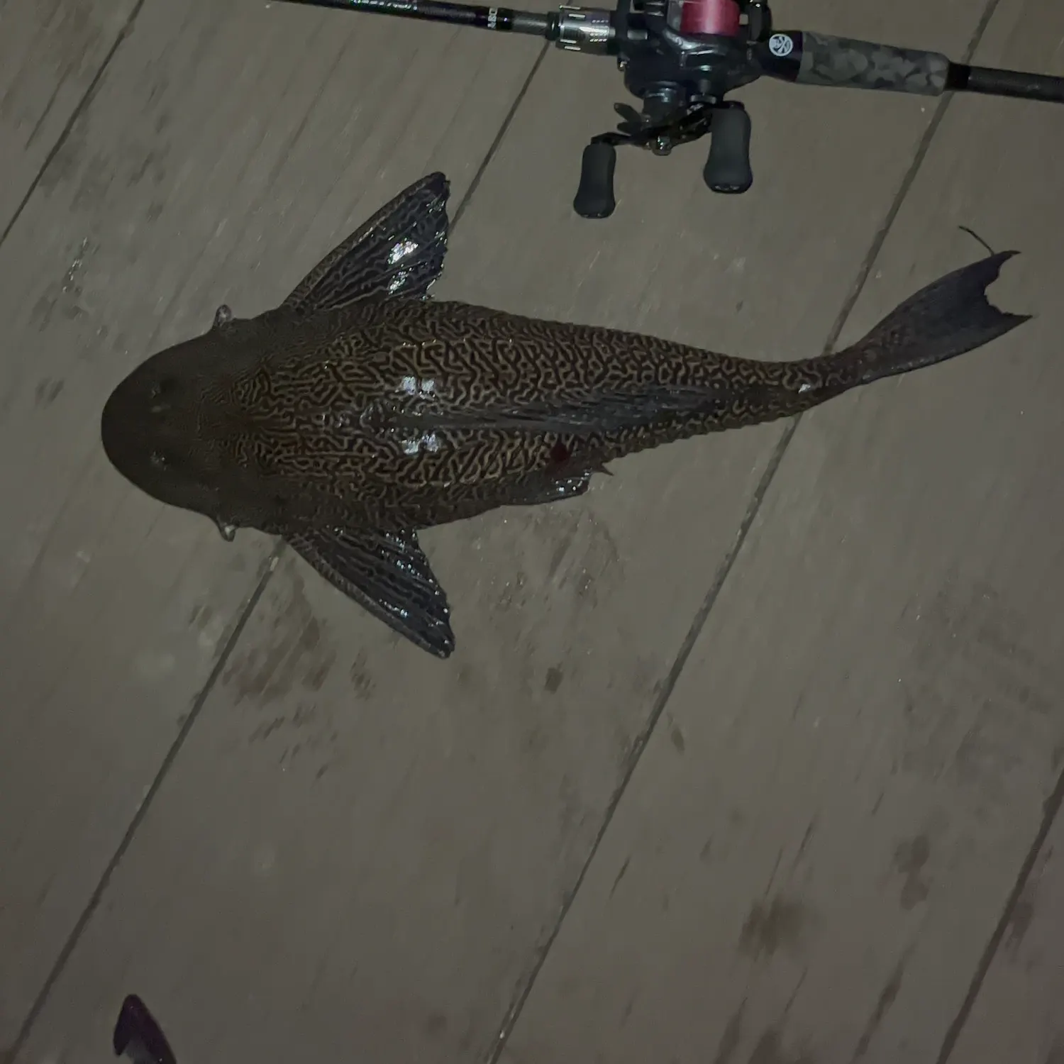 The most recent Orinoco sailfin catfish catches on Fishbrain