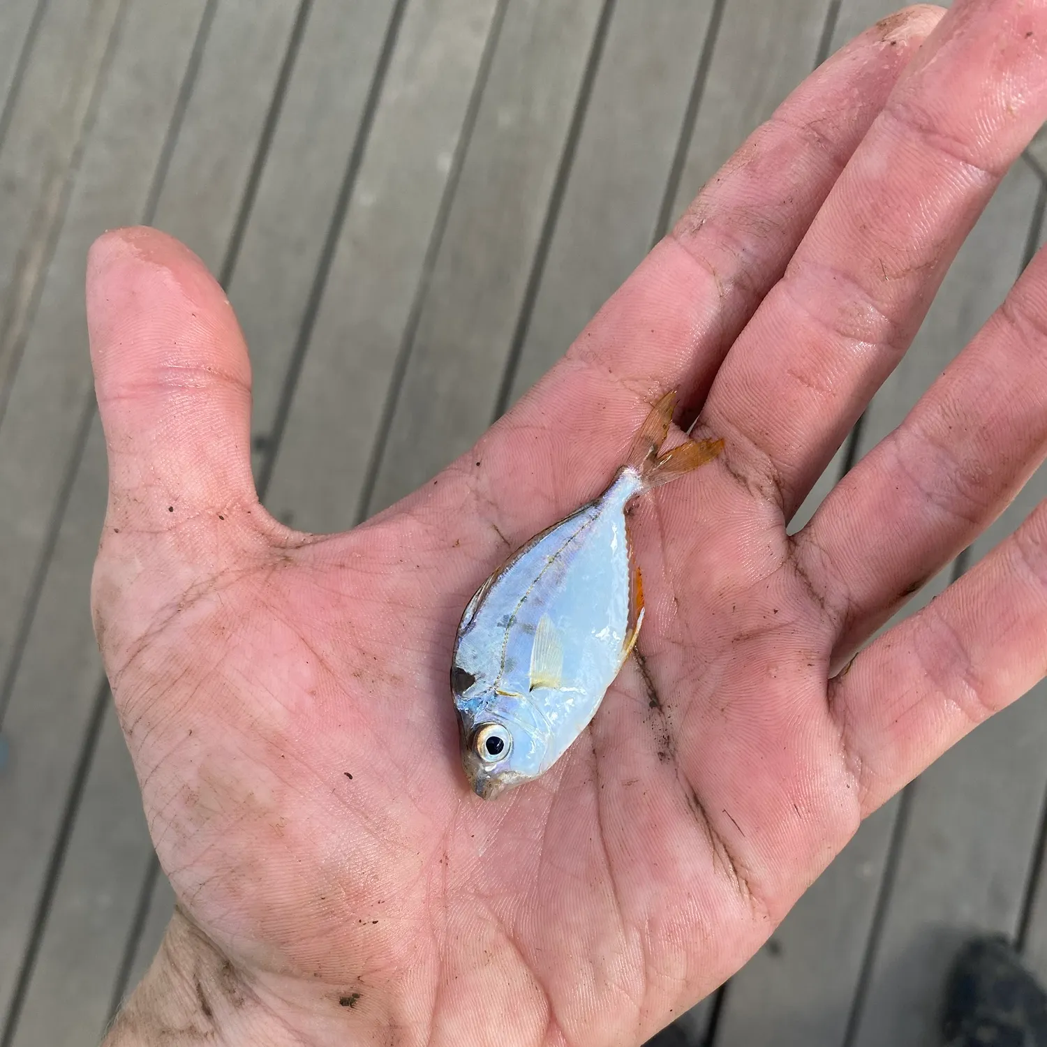 The most recent Spotnape ponyfish catches on Fishbrain