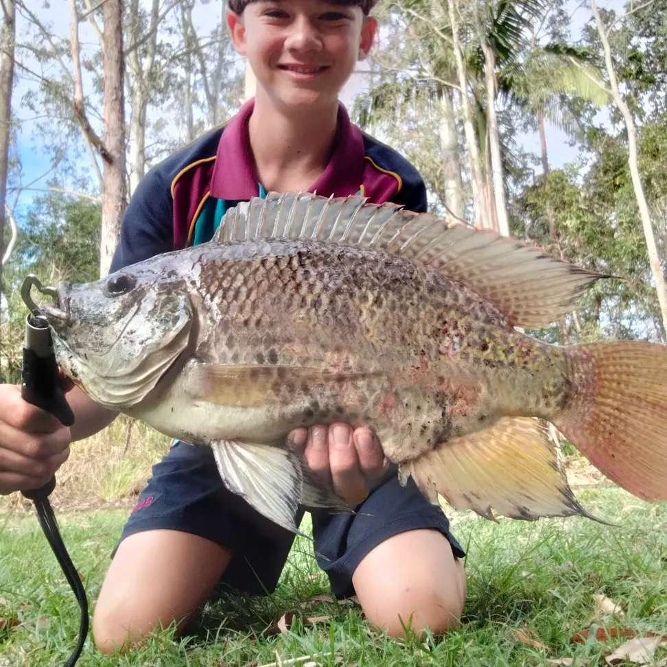 Mozambique tilapia caught on Fishbrain