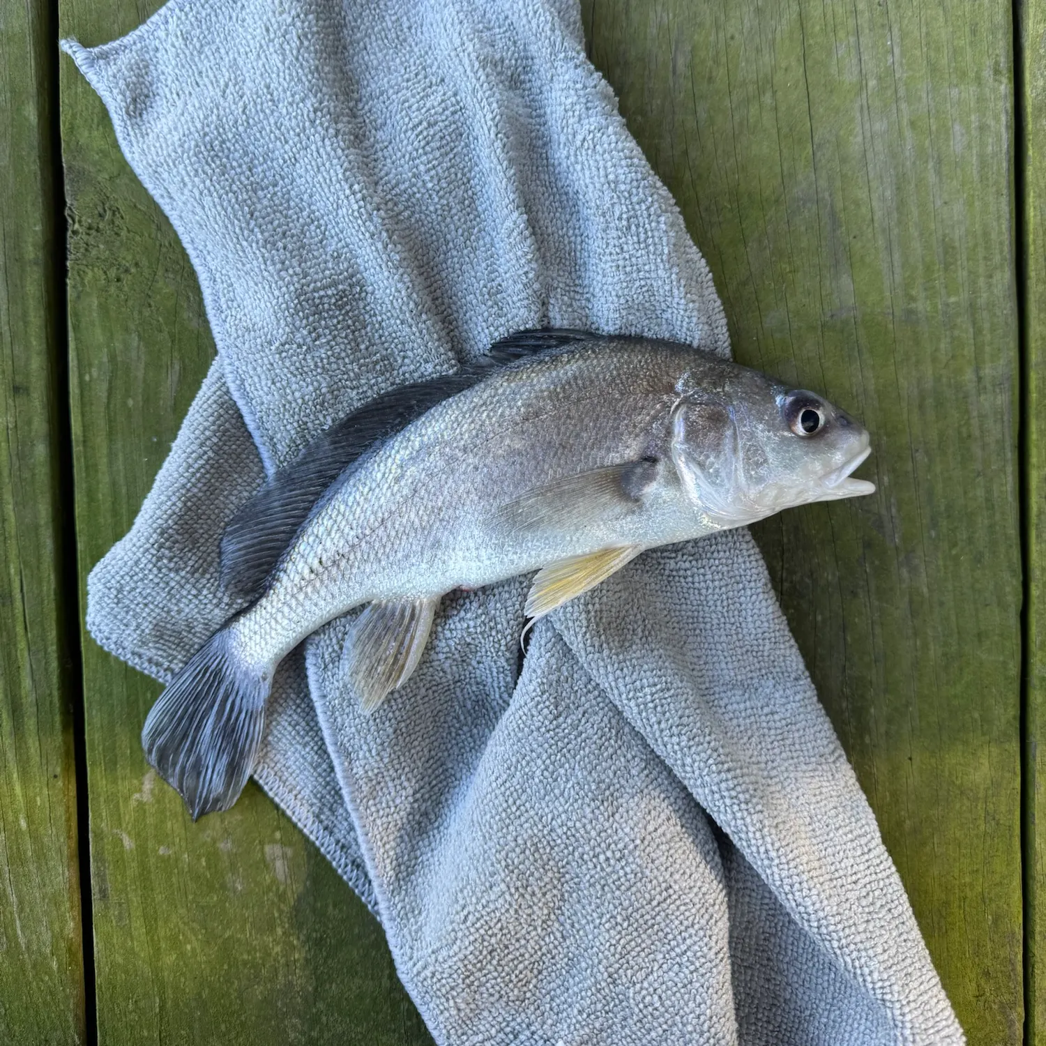 Freshwater drum caught on Fishbrain