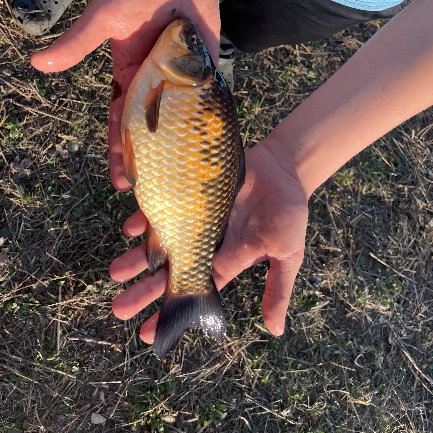 The most recent Goldfish catches on Fishbrain