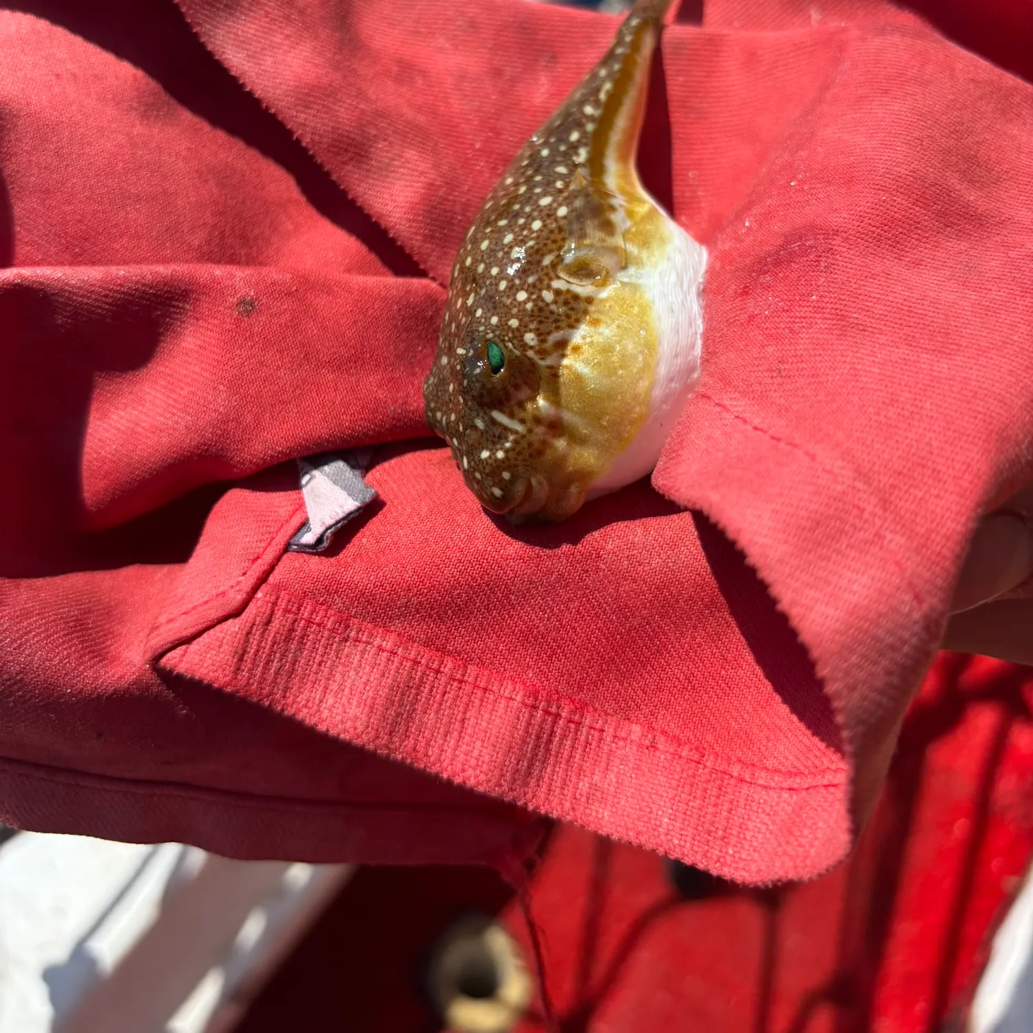 The most recent Yellow-stripe toadfish catches on Fishbrain