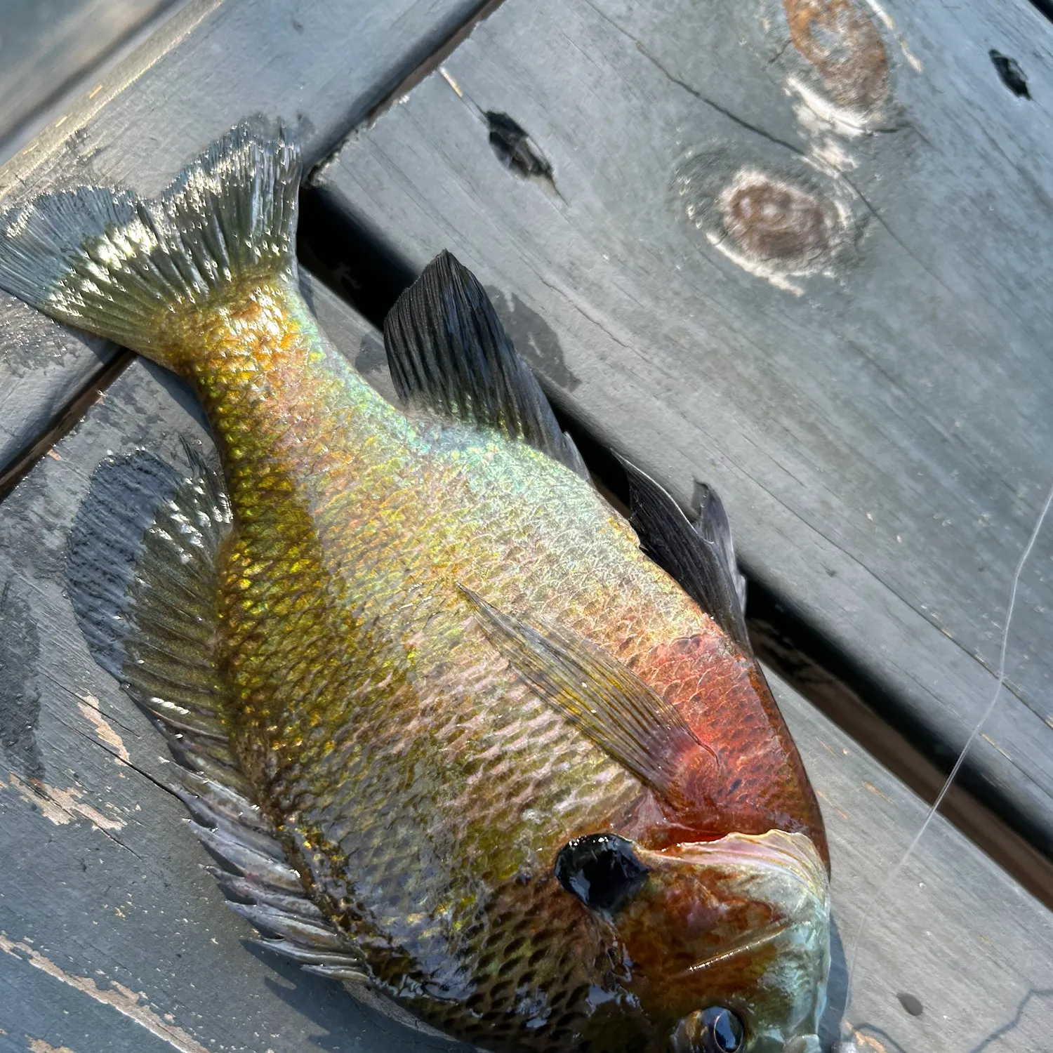 recently logged catches