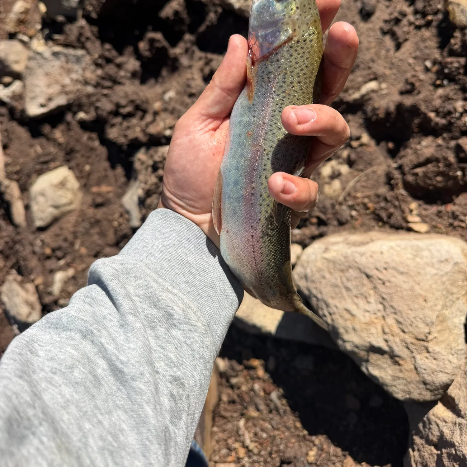Rainbow trout caught on Fishbrain