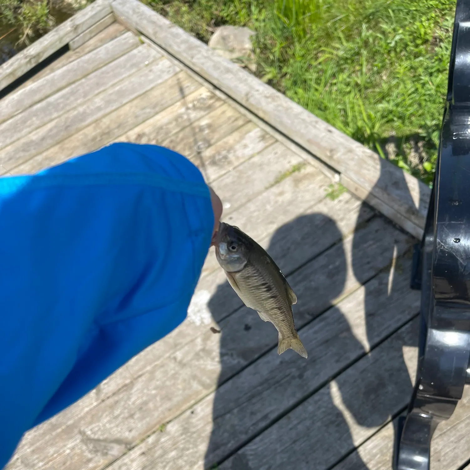 Creek chub caught on Fishbrain