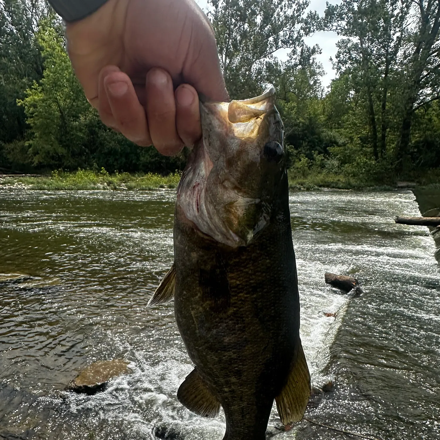 Smallmouth bass caught on Fishbrain