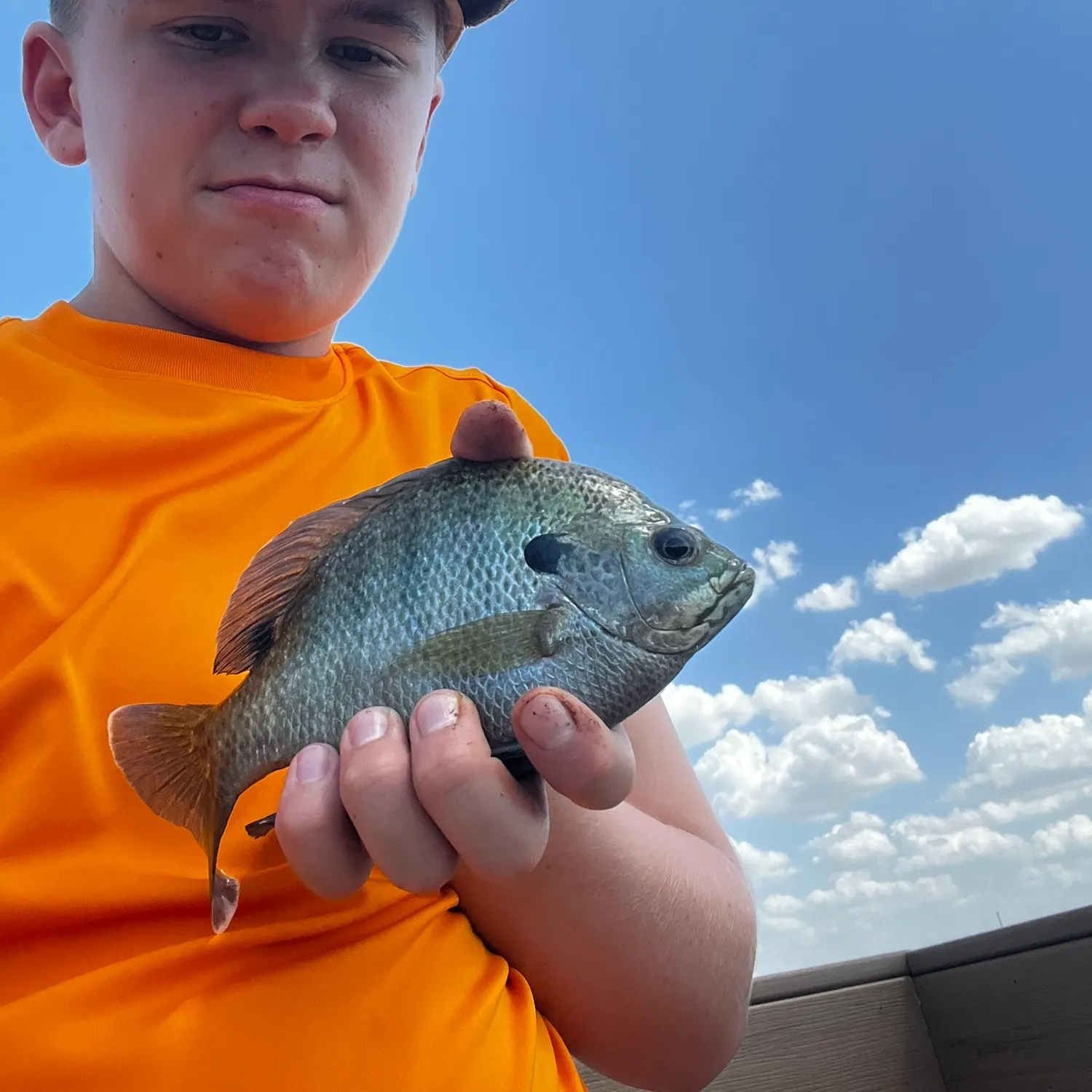 The most recent Coppernose bluegill catches on Fishbrain