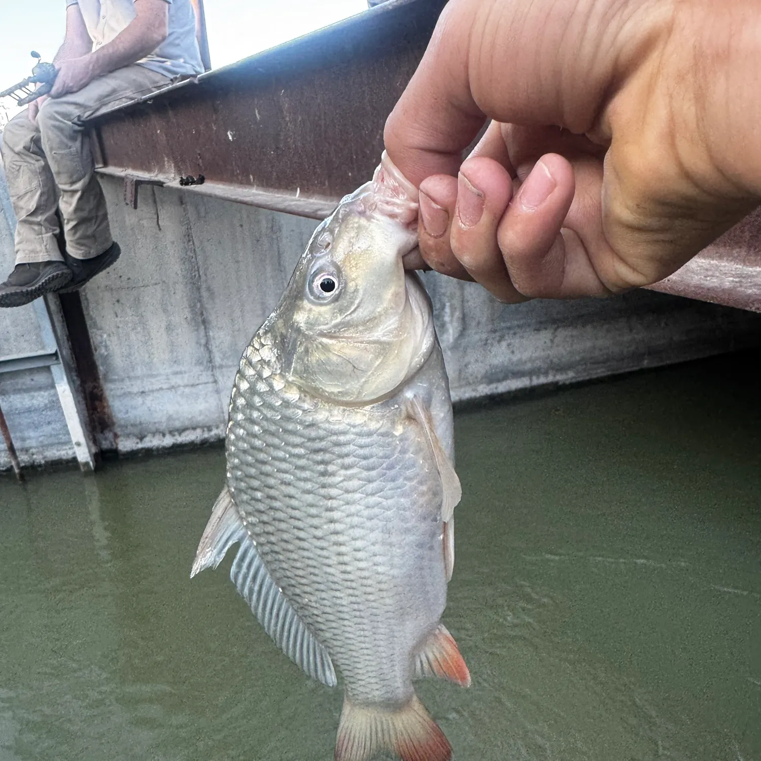 Common carp caught on Fishbrain