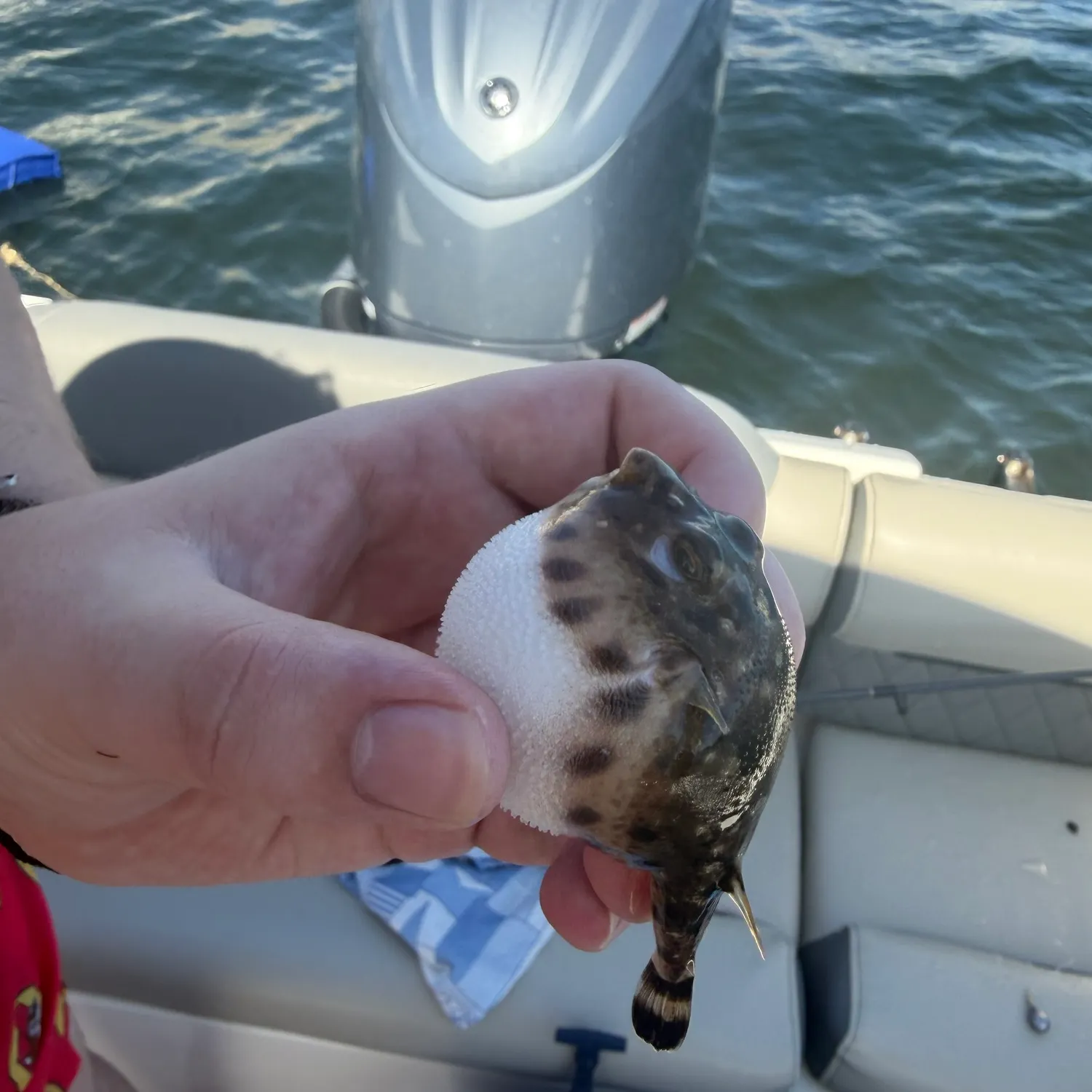 The most recent Checkered puffer catches on Fishbrain