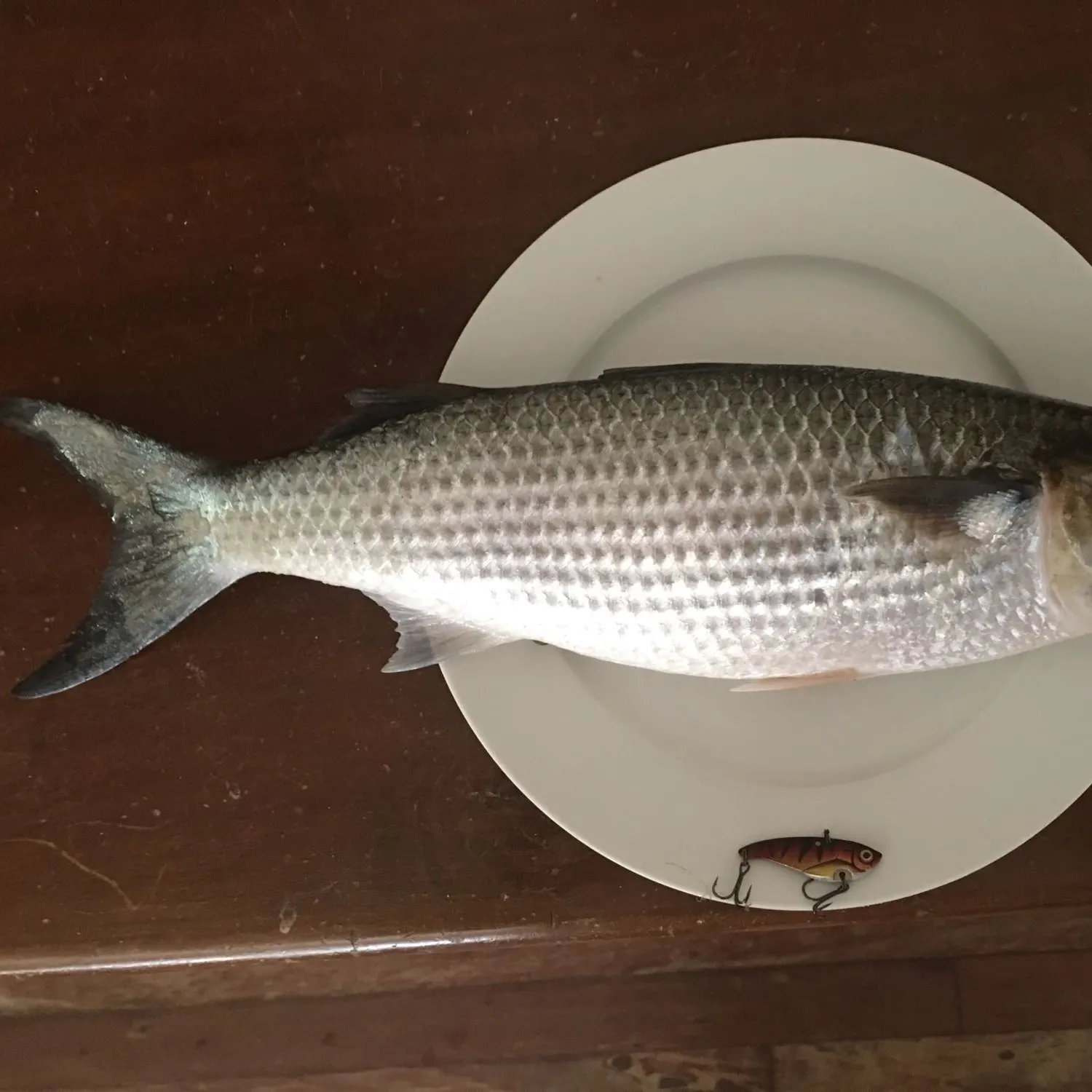 Striped mullet caught on Fishbrain