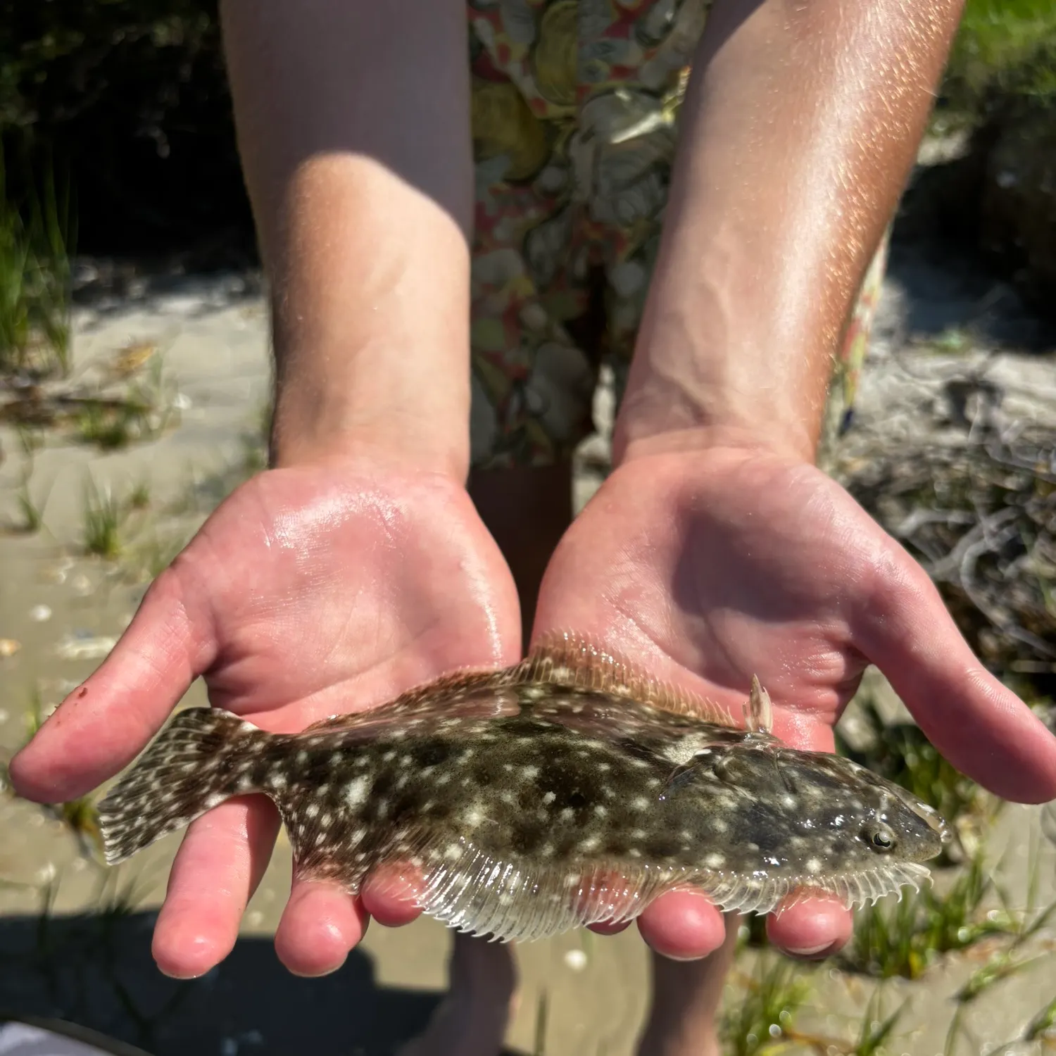 Summer flounder caught on Fishbrain