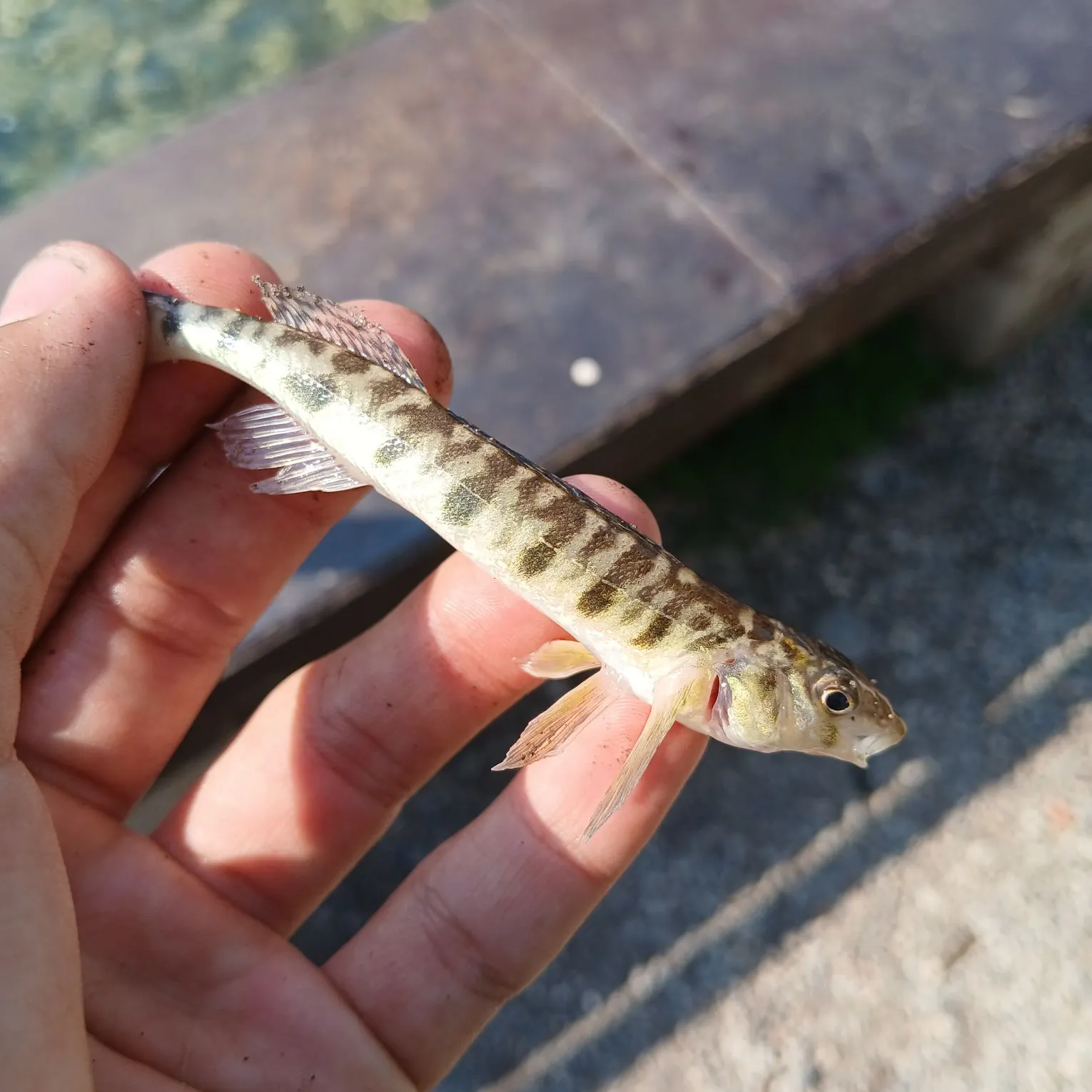 The most recent Common logperch catches on Fishbrain