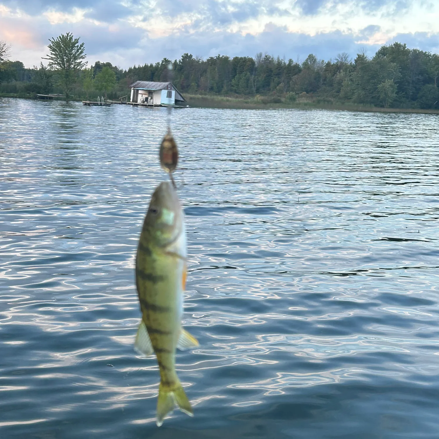 Yellow perch caught on Fishbrain