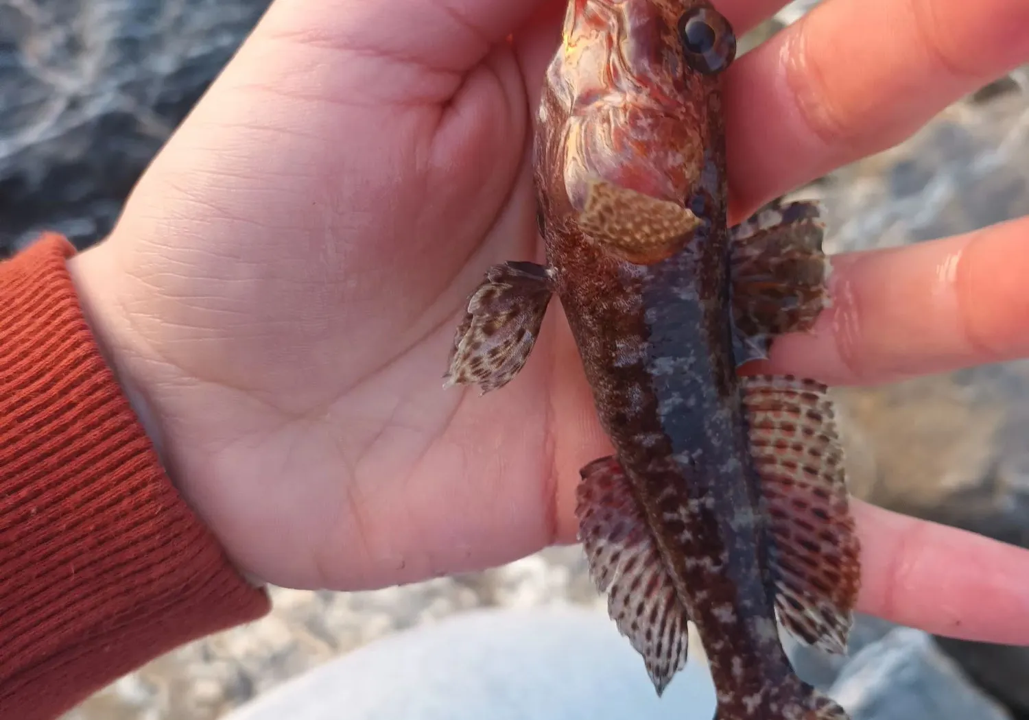 Rock goby