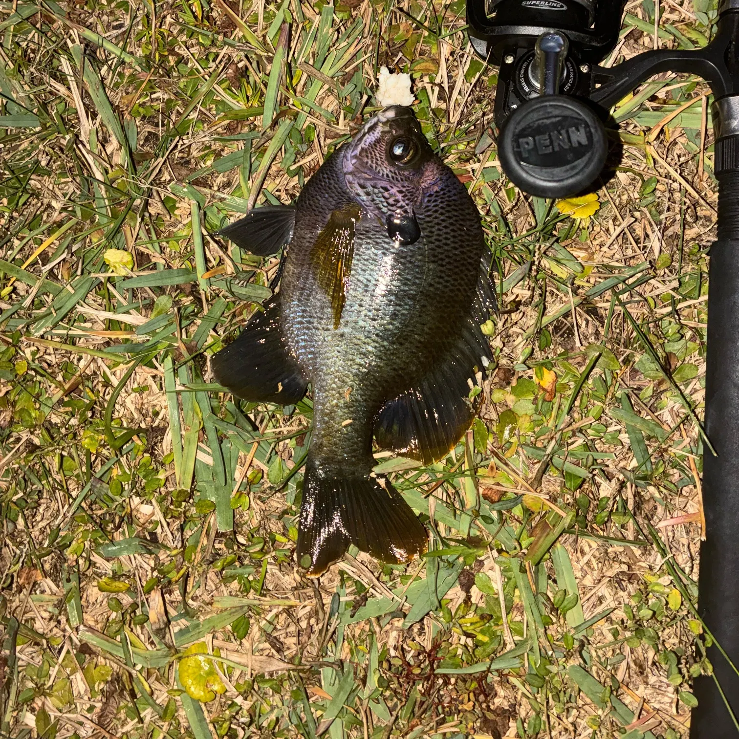 The most recent Coppernose bluegill catches on Fishbrain