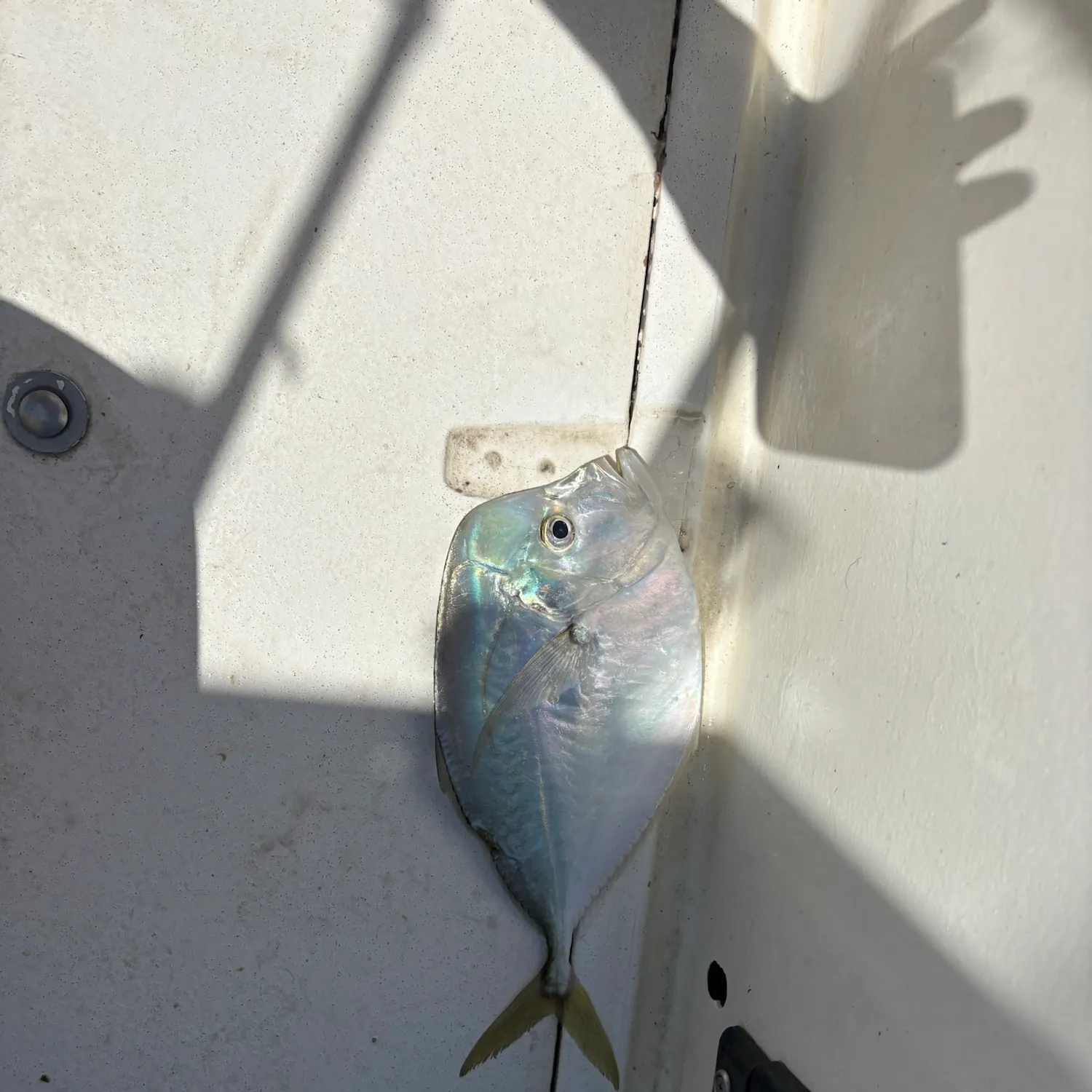 The most recent Atlantic moonfish catches on Fishbrain