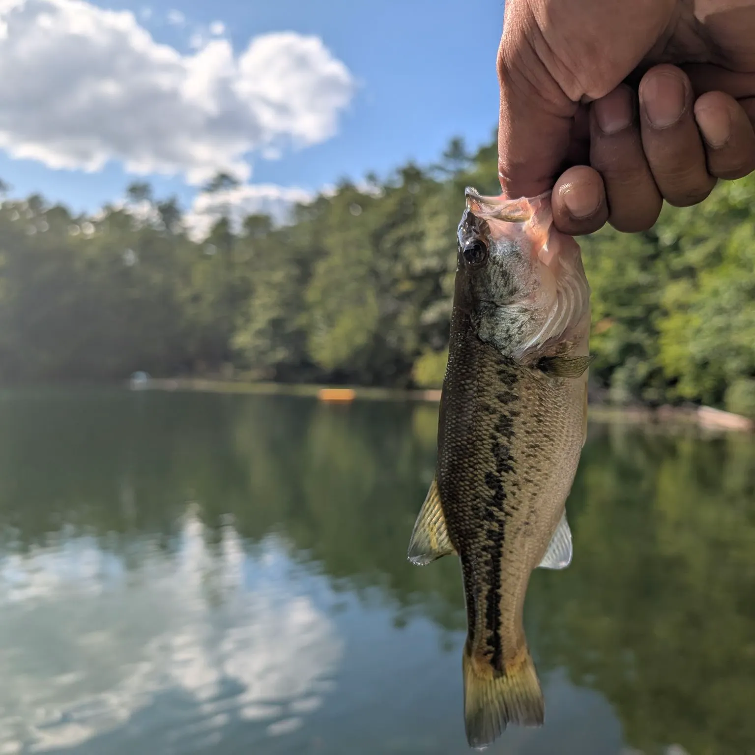 Largemouth bass caught on Fishbrain