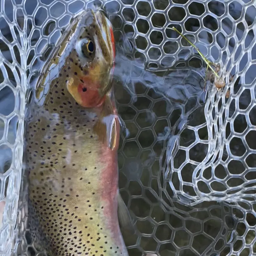 Cutthroat trout caught on Fishbrain