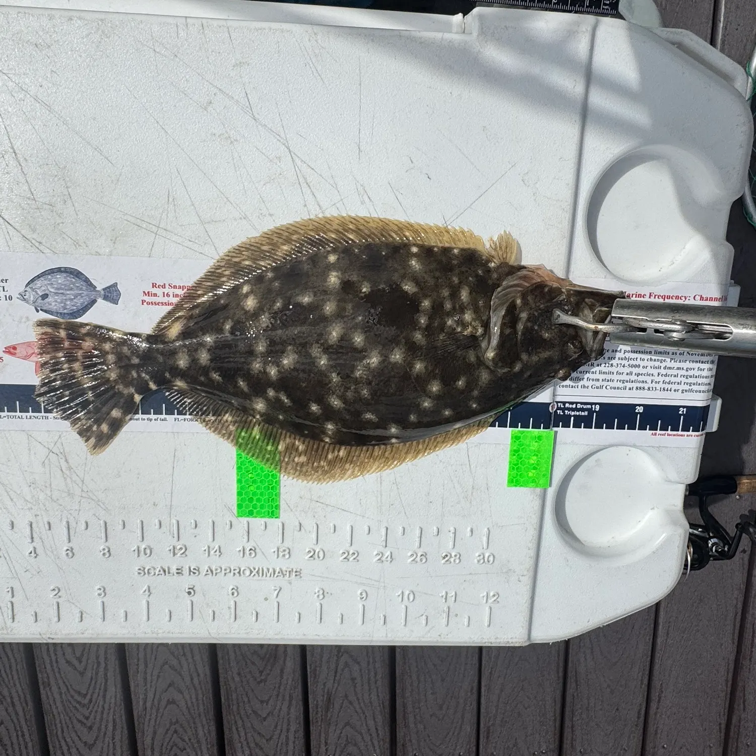 Southern flounder caught on Fishbrain