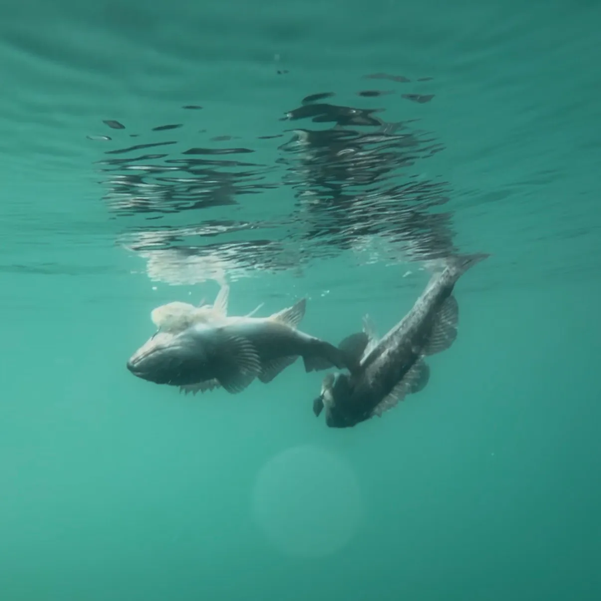 Black rockfish caught on Fishbrain