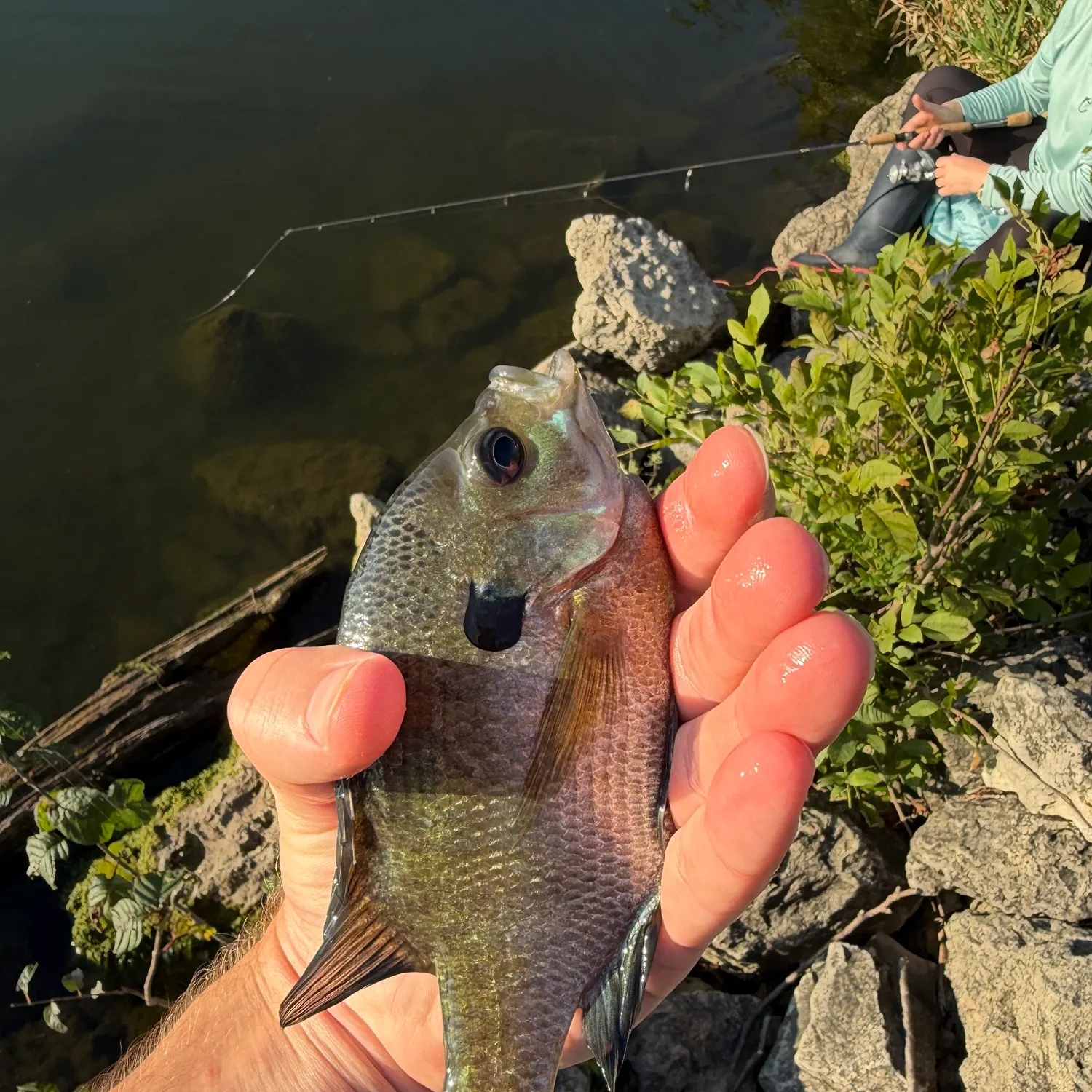 Bluegill caught on Fishbrain