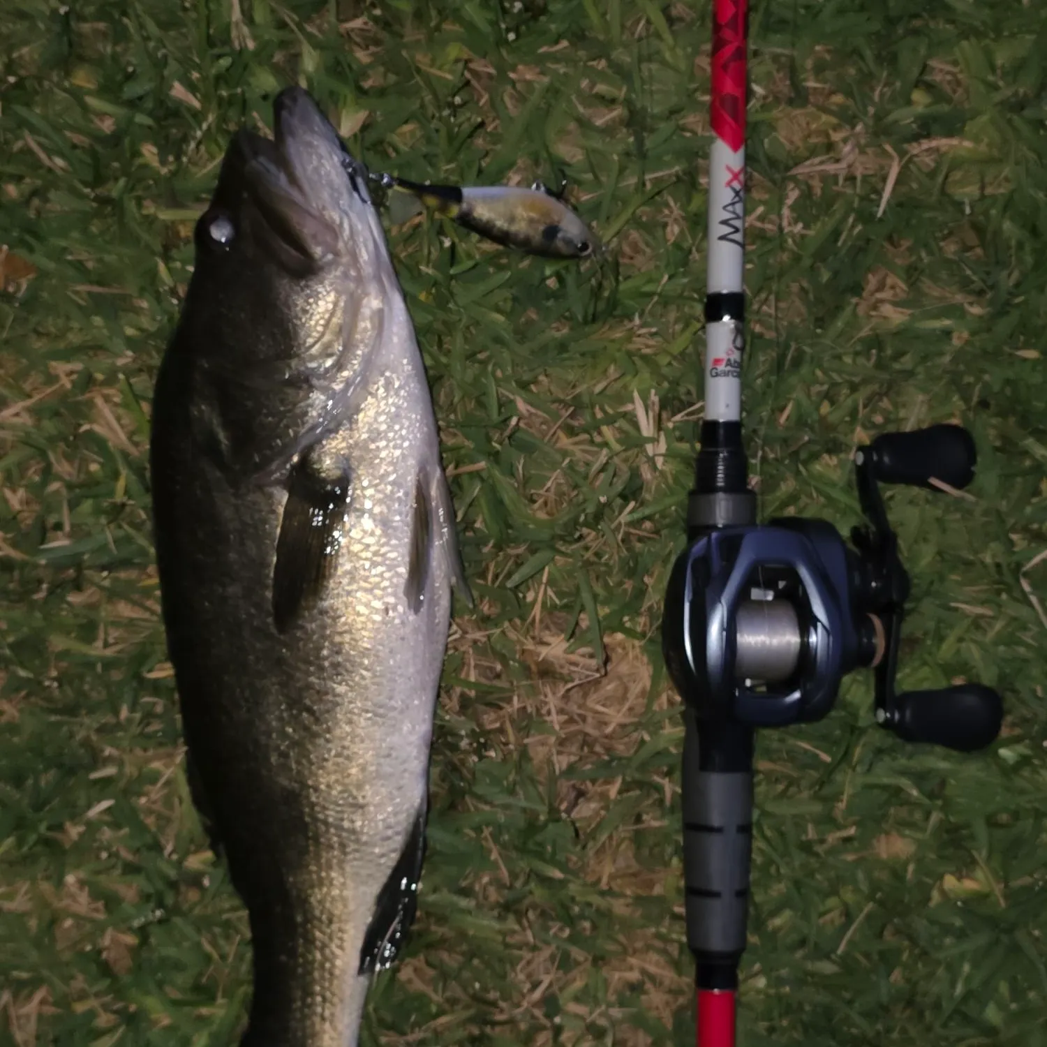 Largemouth bass caught on Fishbrain