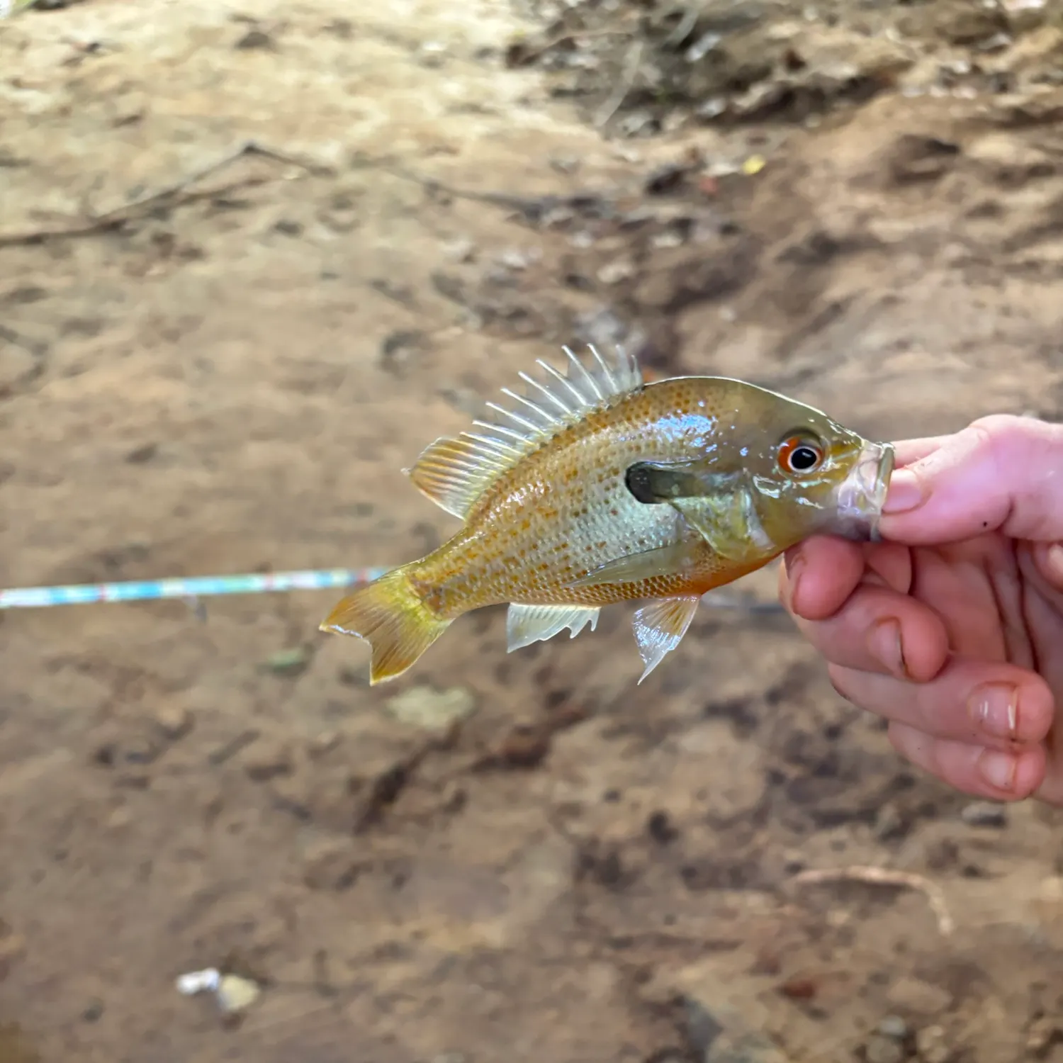 Redbreast sunfish caught on Fishbrain