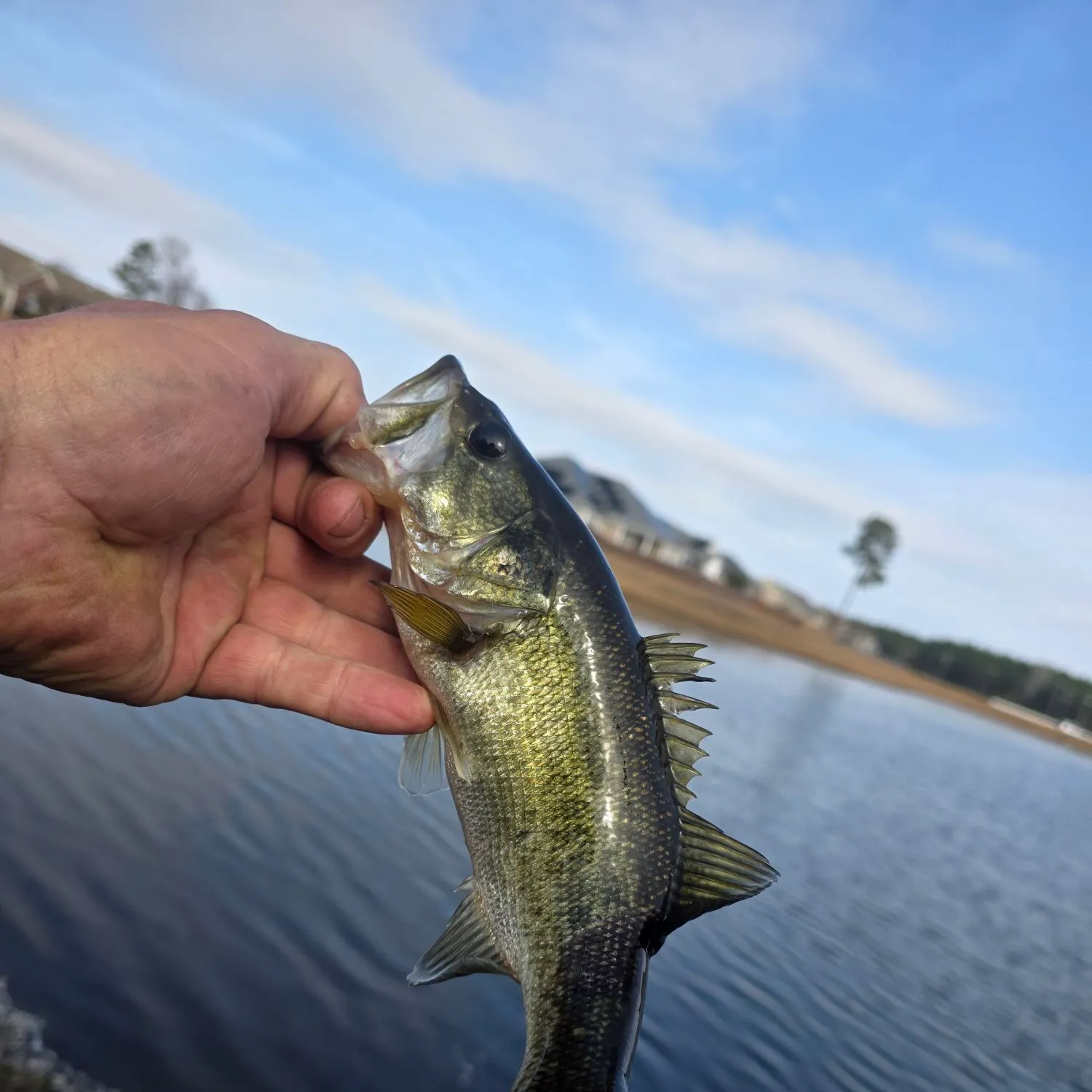 The most recent Largemouth bass catches on Fishbrain