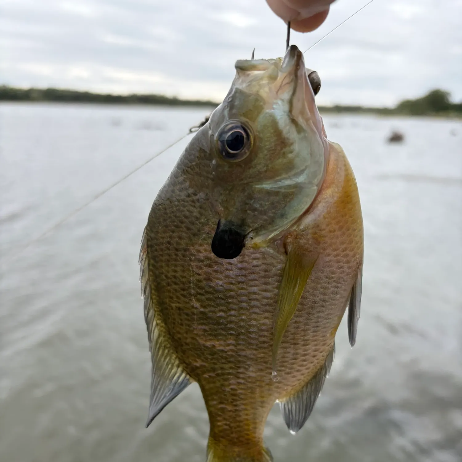 Bluegill caught on Fishbrain
