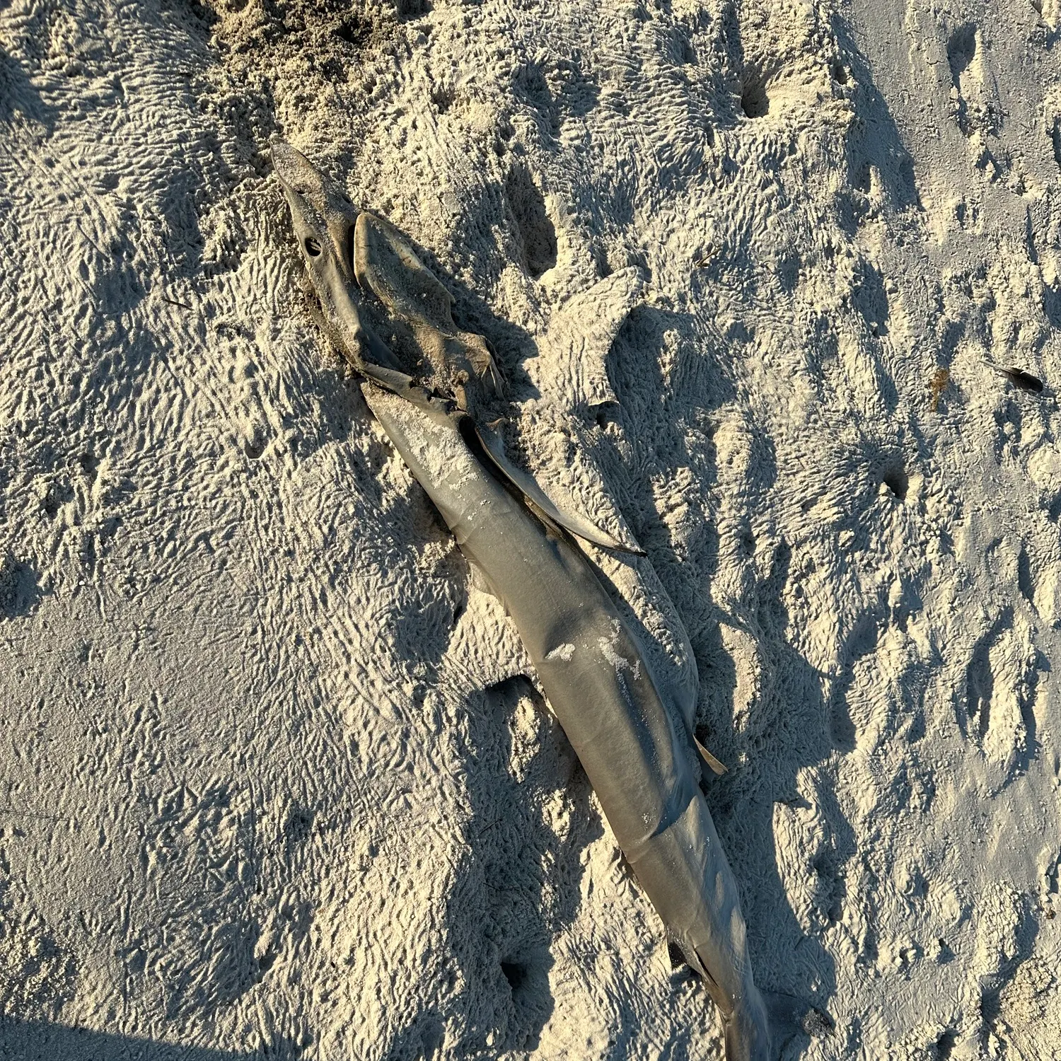 Sandbar shark caught on Fishbrain