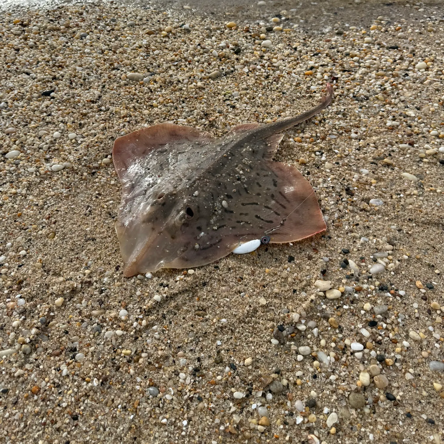 The most recent Barndoor skate catches on Fishbrain