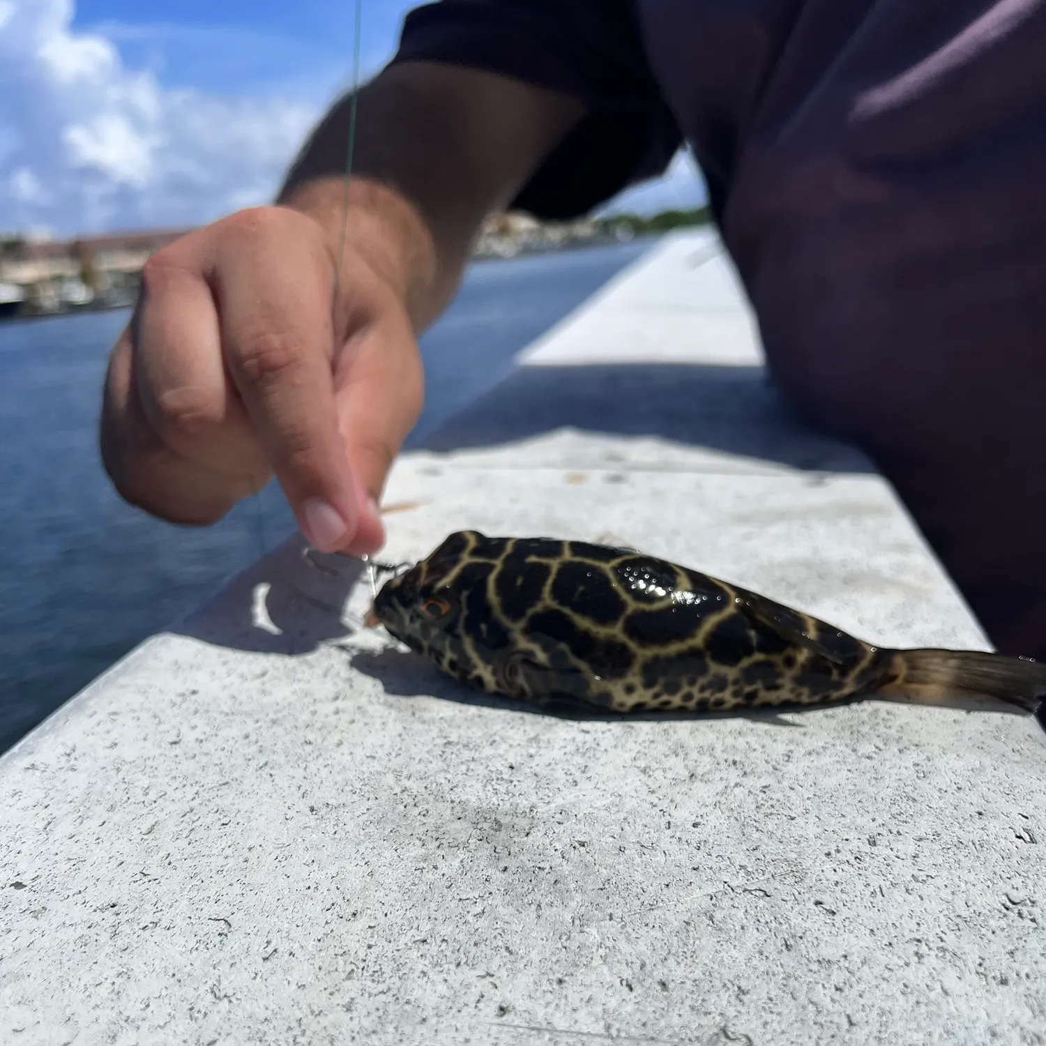 The most recent Checkered puffer catches on Fishbrain
