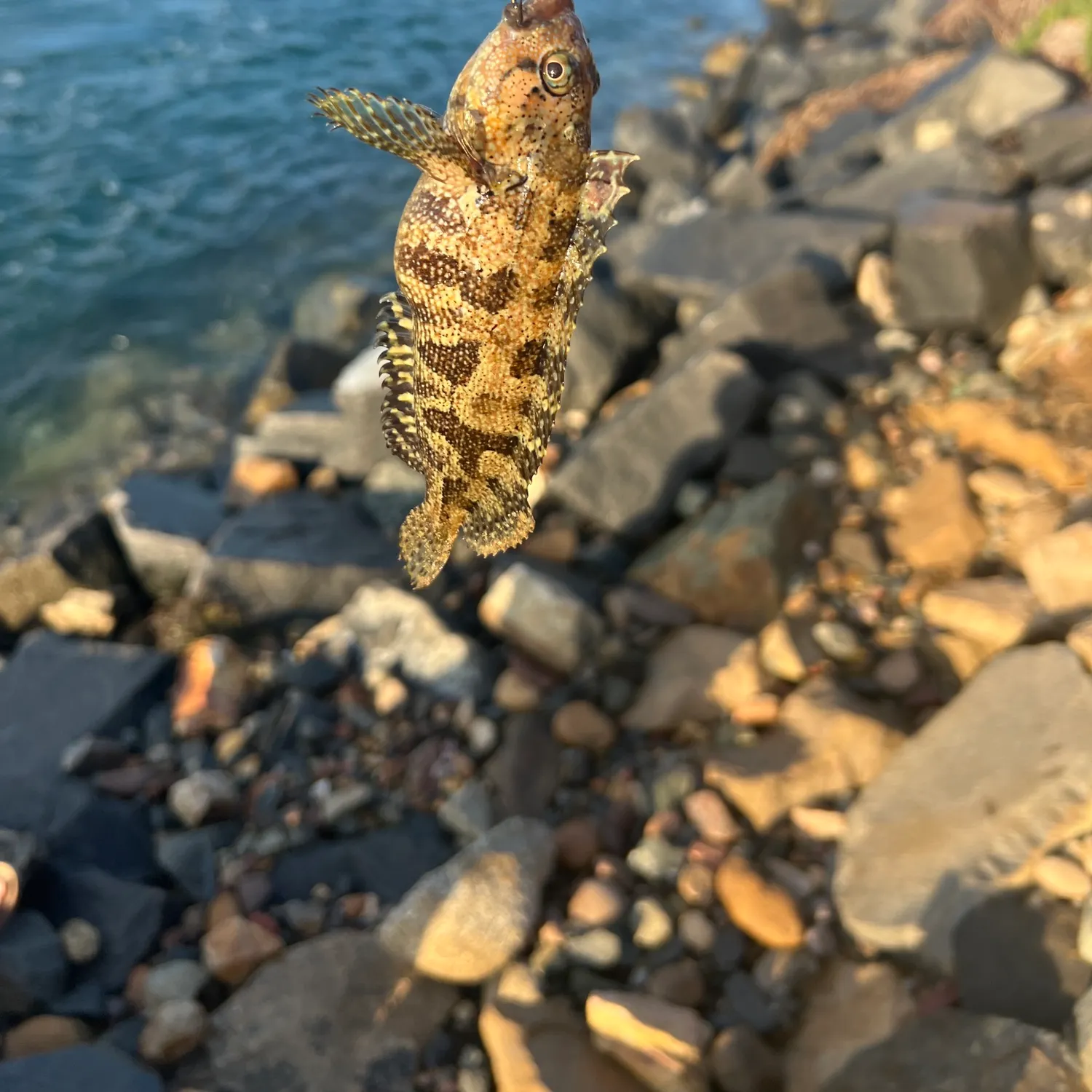 Spotted sand bass caught on Fishbrain