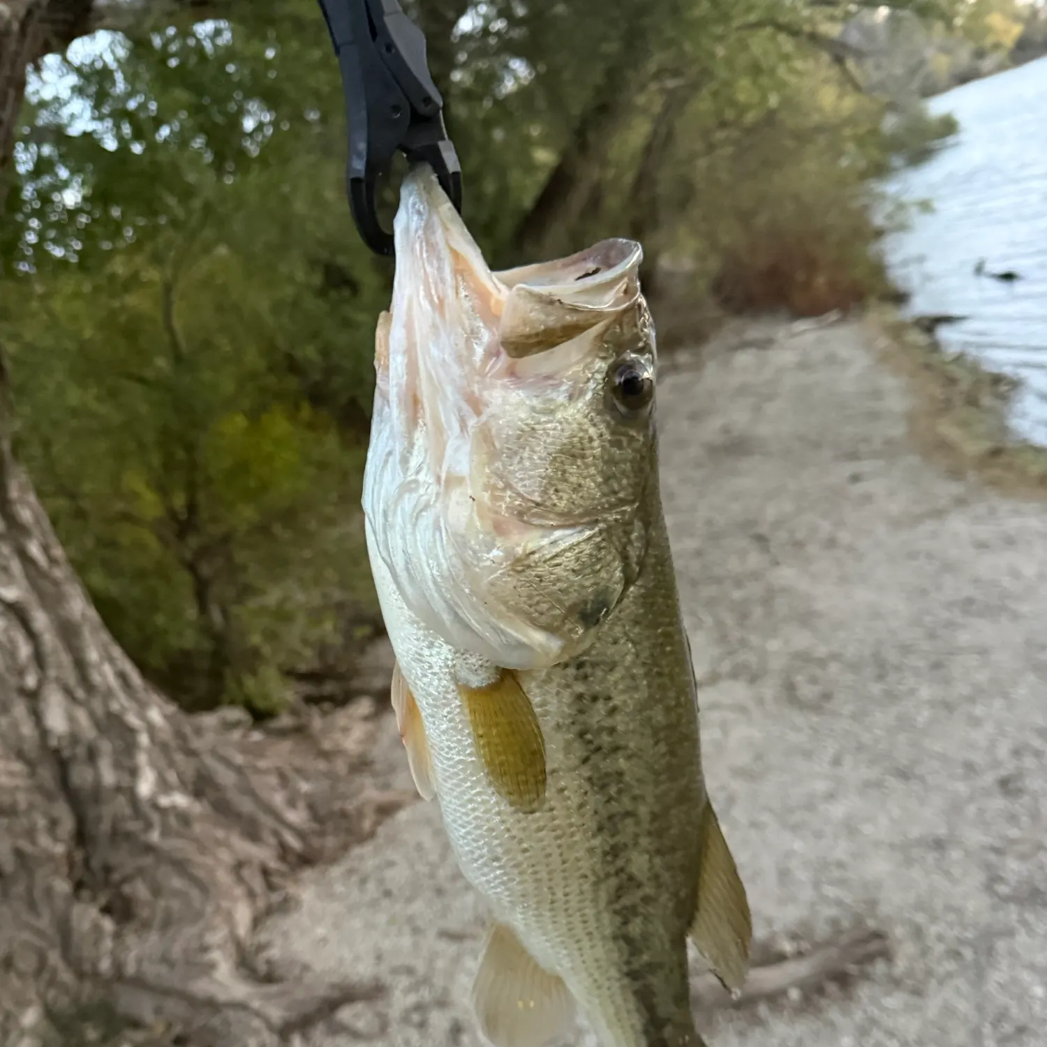 Fish caught on Fishbrain