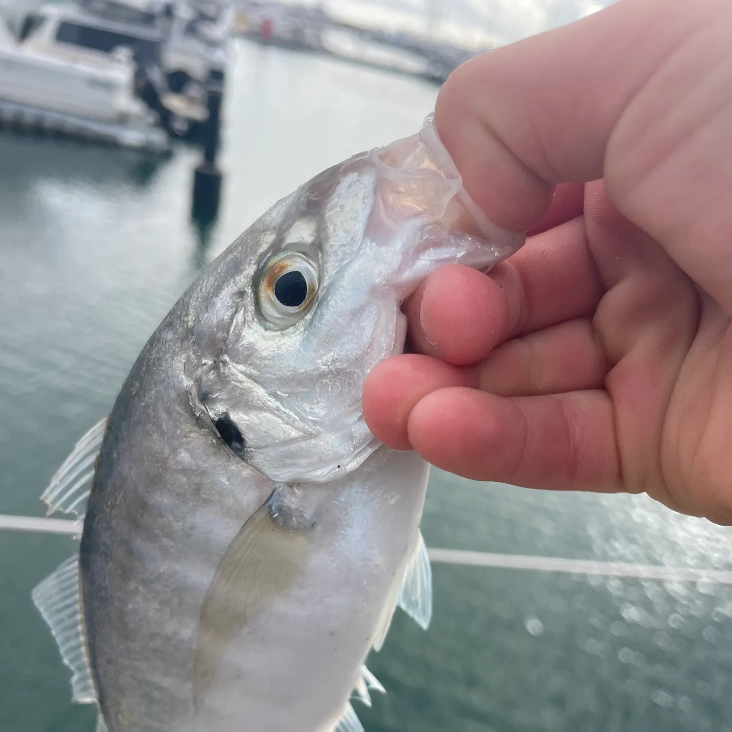 The most recent Silver trevally catches on Fishbrain
