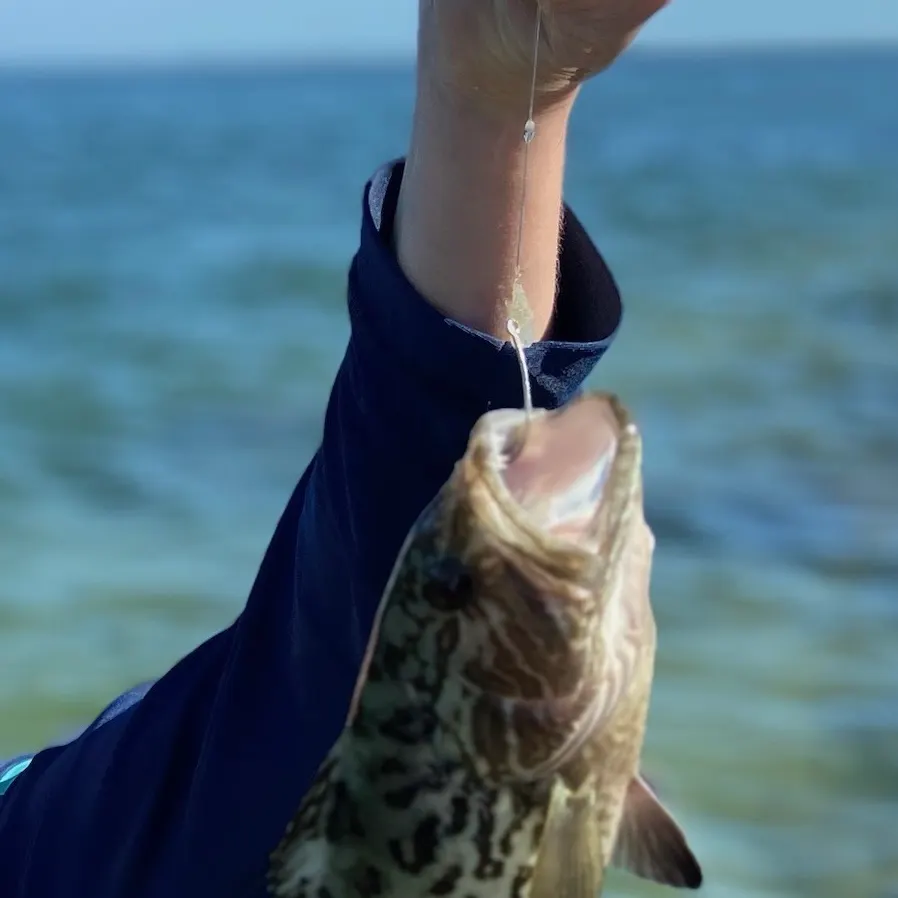 The most recent Gag grouper catches on Fishbrain