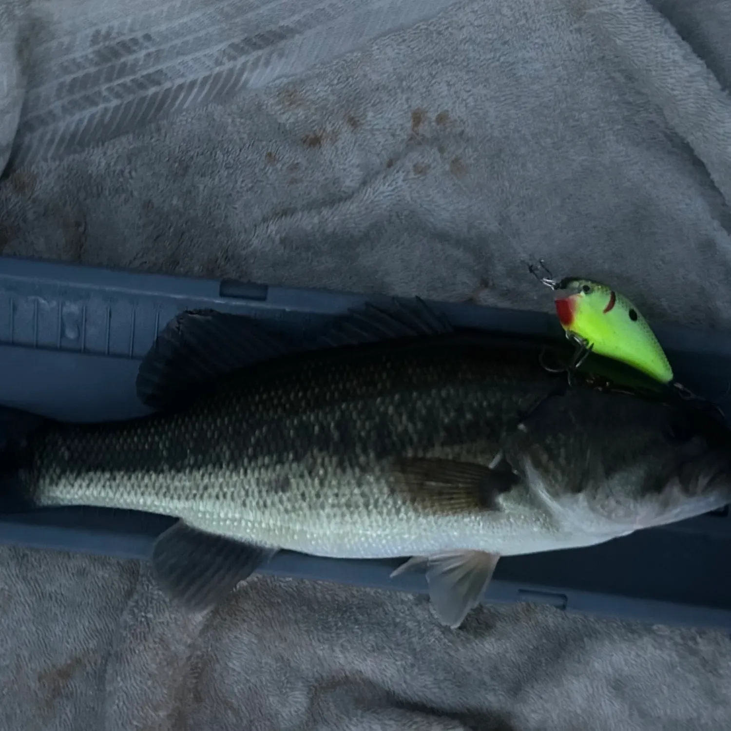 Largemouth bass caught on Fishbrain