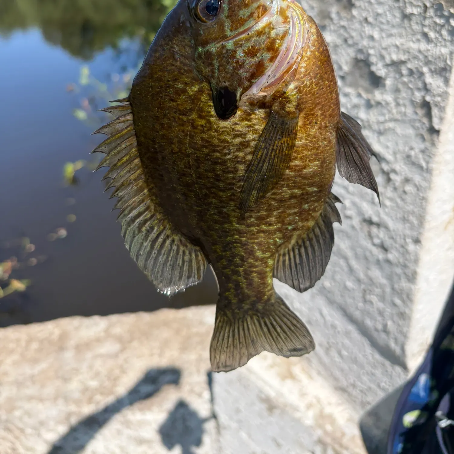 Bluegill caught on Fishbrain
