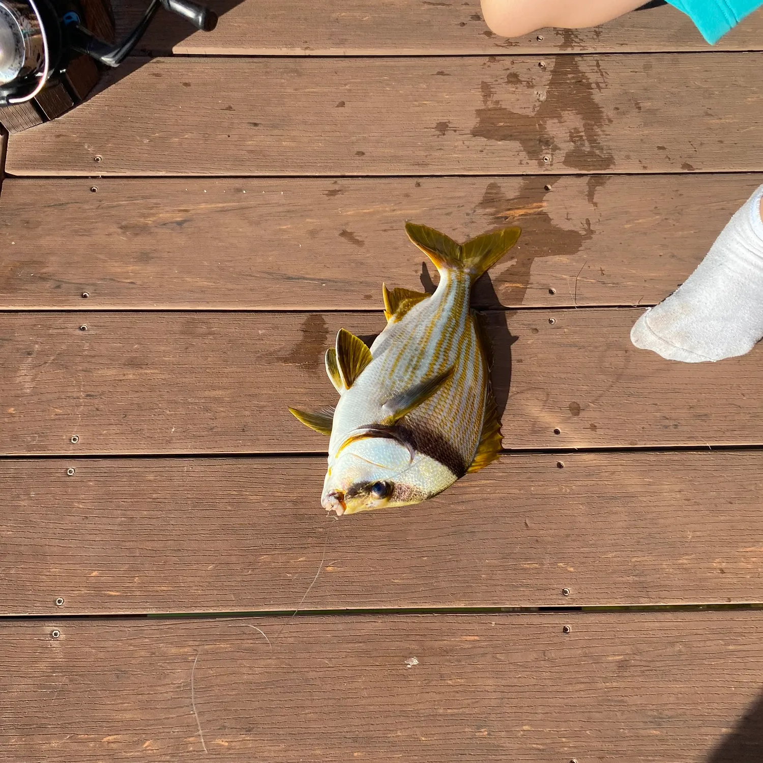The most recent Atlantic porkfish catches on Fishbrain