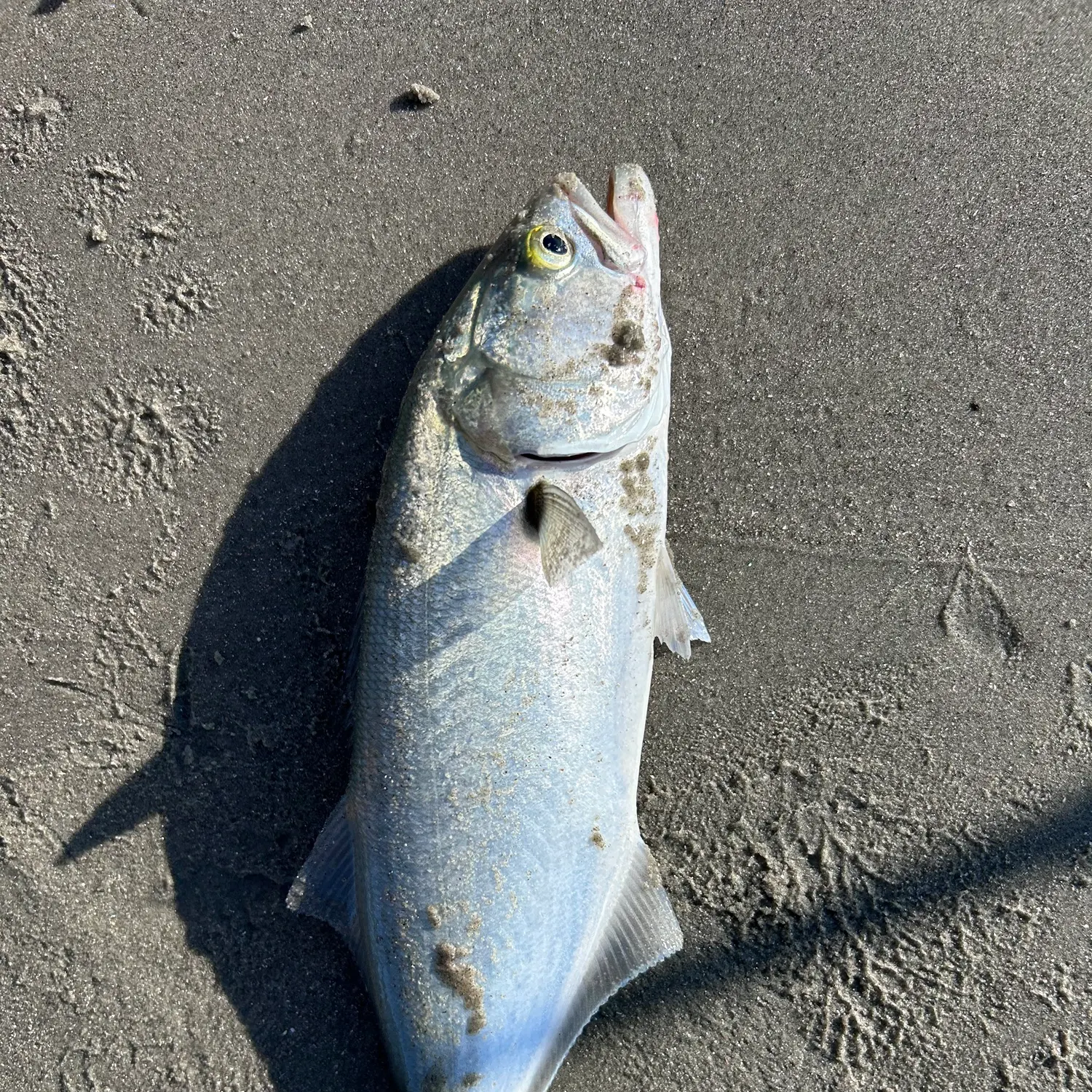 Bluefish caught on Fishbrain