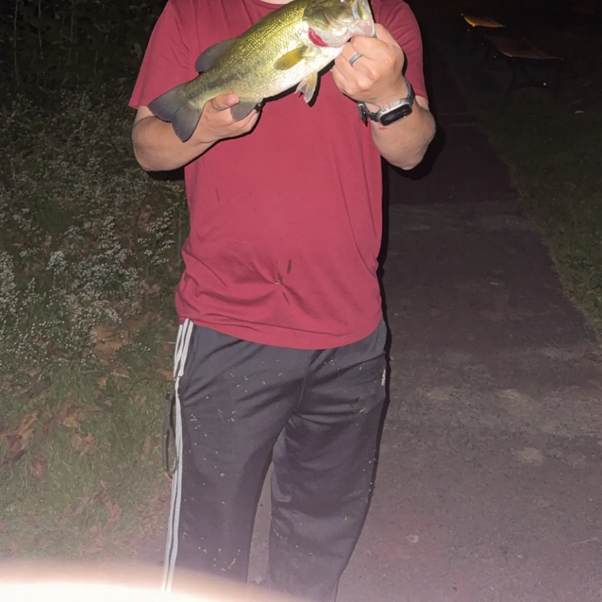 Largemouth bass caught on Fishbrain