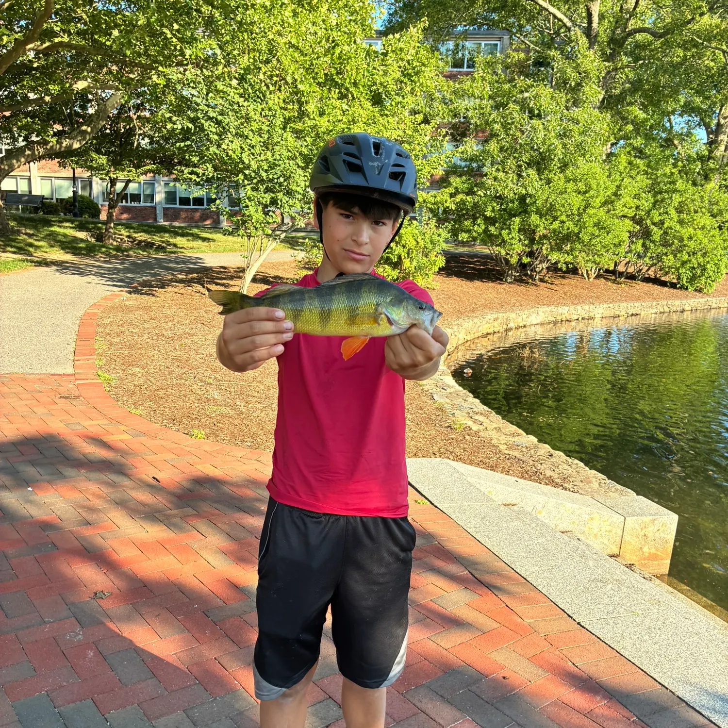 Yellow perch caught on Fishbrain