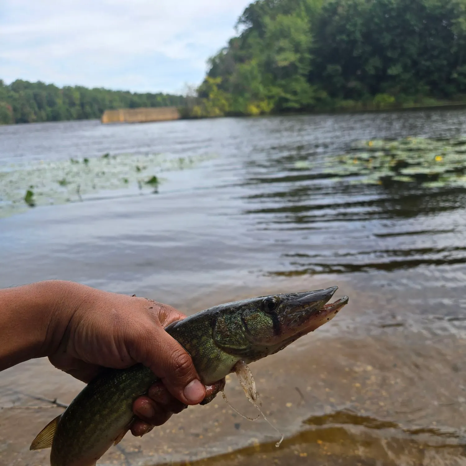 Chain pickerel caught on Fishbrain