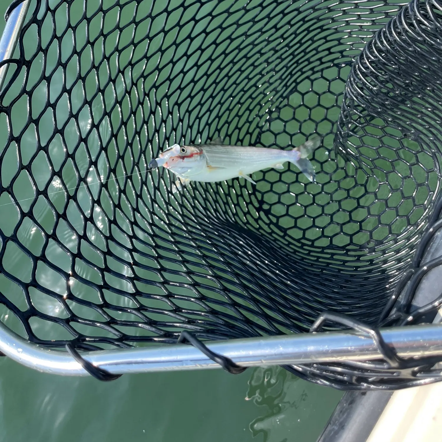 The most recent West Atlantic bonefish catches on Fishbrain