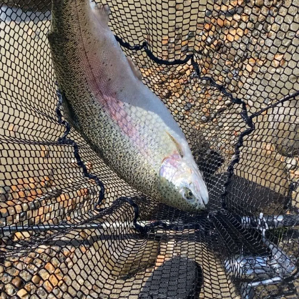 The most recent Cutbow catches on Fishbrain