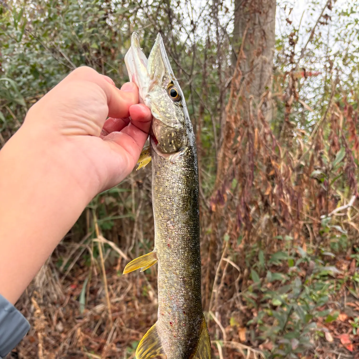 Northern pike caught on Fishbrain